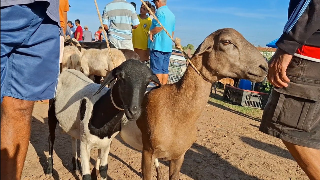 FEIRA DE CAPRINO E OVINOS DE LAGOA DE PEDRAS-RN 02.02.2026