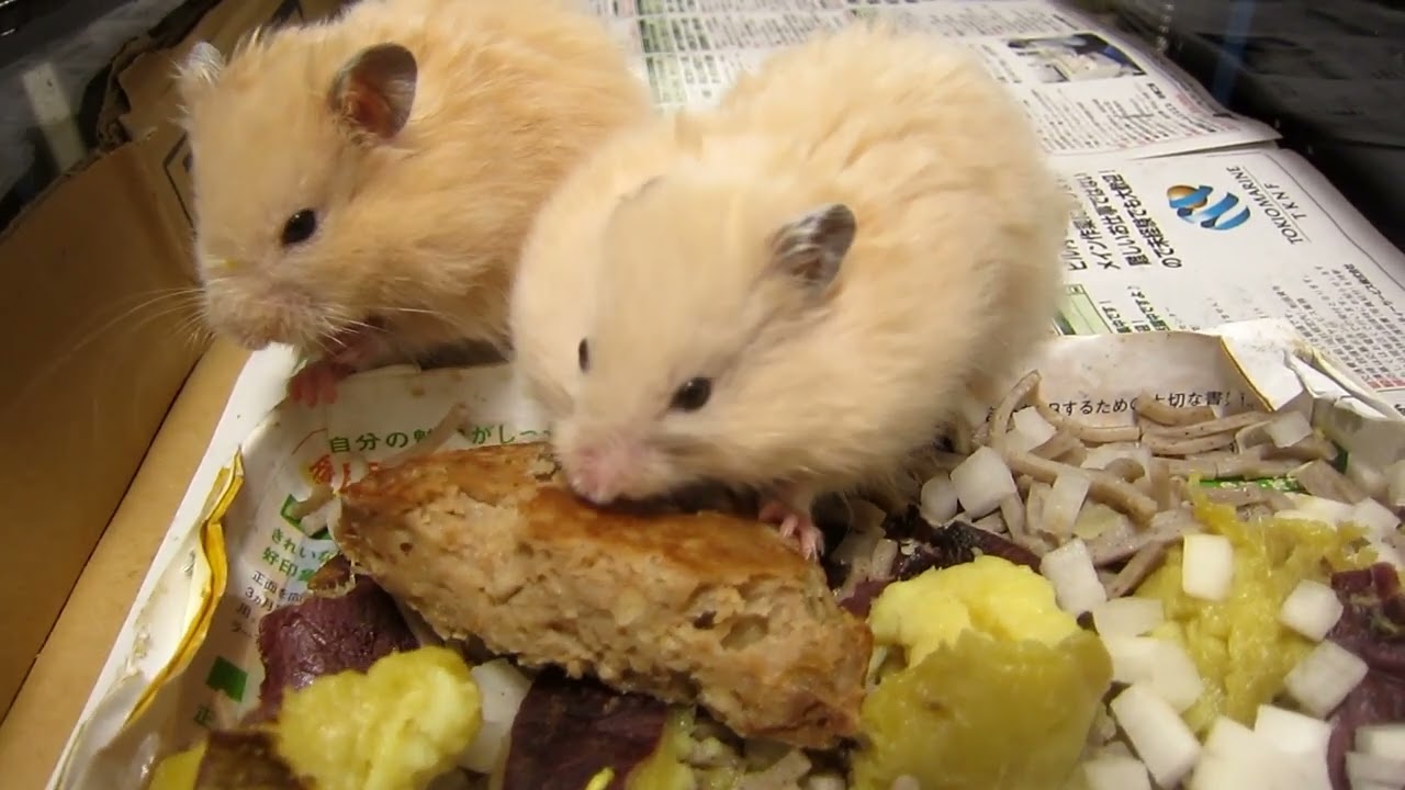 長毛ファミリー