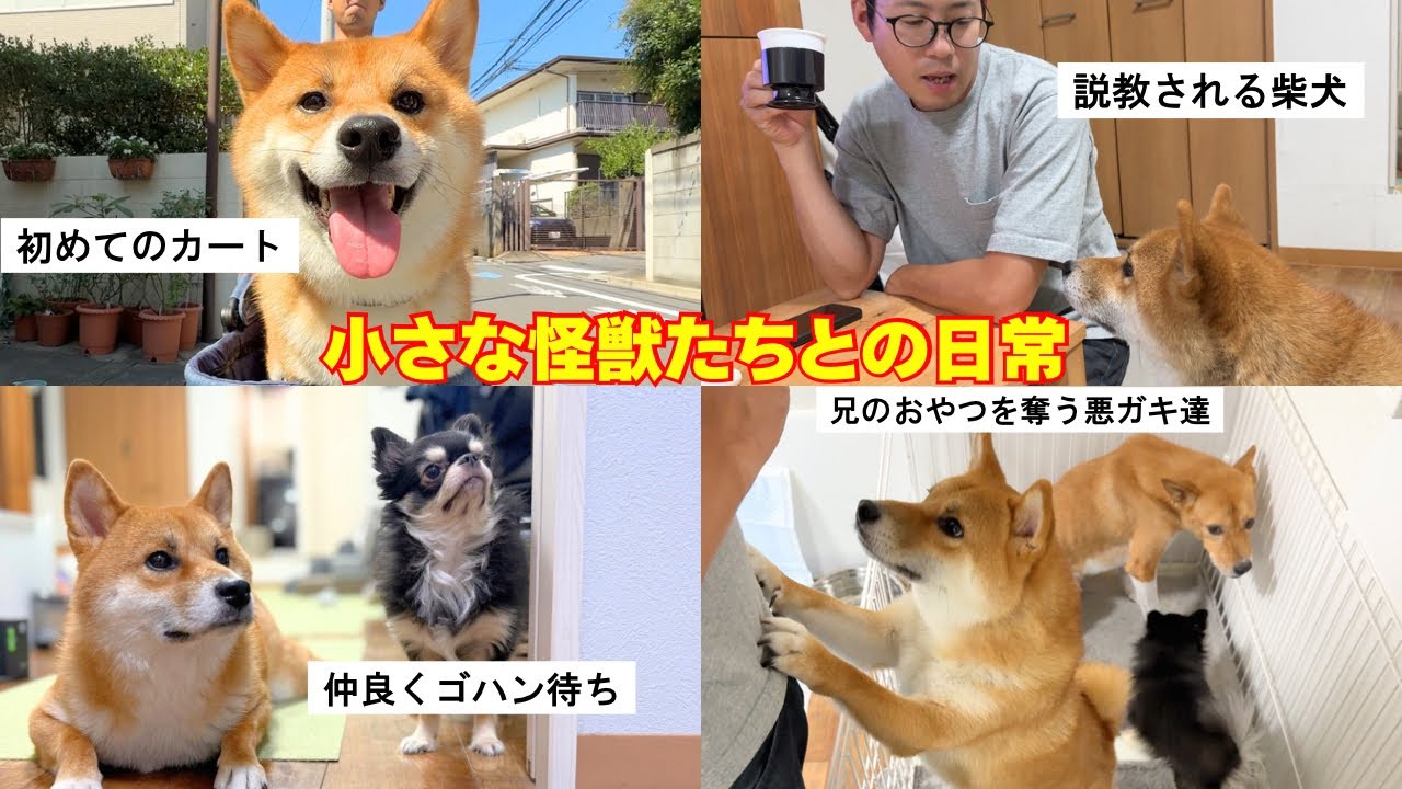 アラフォー多頭飼い、独身男。騒がしい愛犬達との毎日