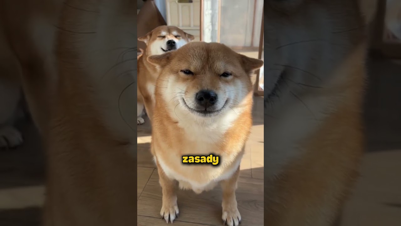 TOP 5 ps&oacute;w, kt&oacute;re totalnie cię ignorują 🐶😎