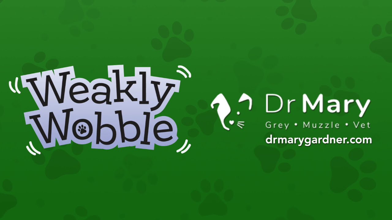 Quick Tips for Pet with Cognitive Dysfunction with Dr. Mary Gardner