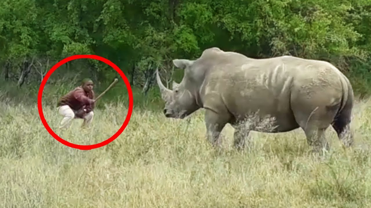6 Rhino Encounters You Will Never Forget