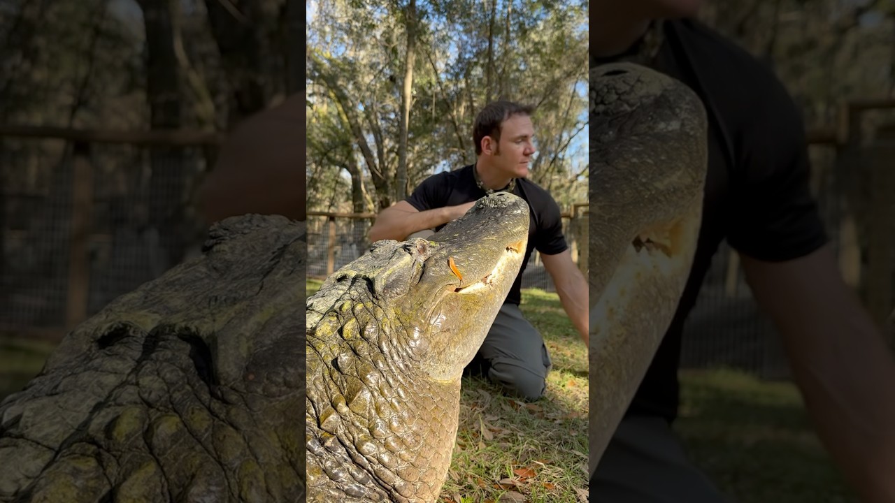Double gator trouble #gator