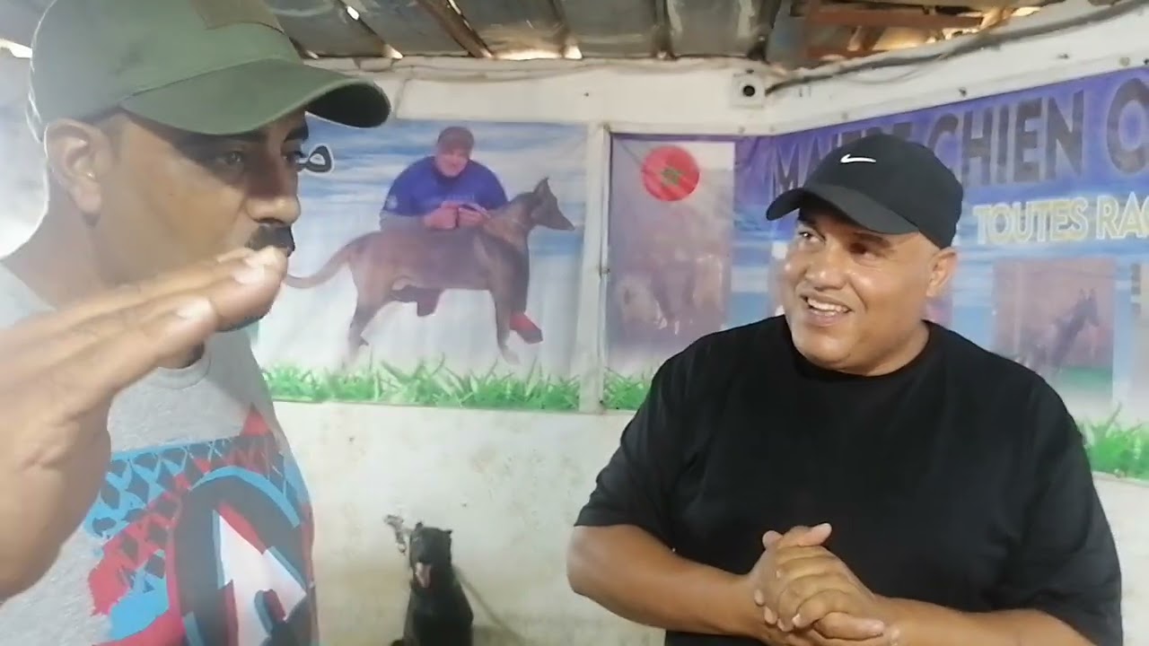 محبي كلاب الحراسة ##مرحبا بكم تولعو معنا في كلاب ديالنا ##والقادم احسن ان شاء الله