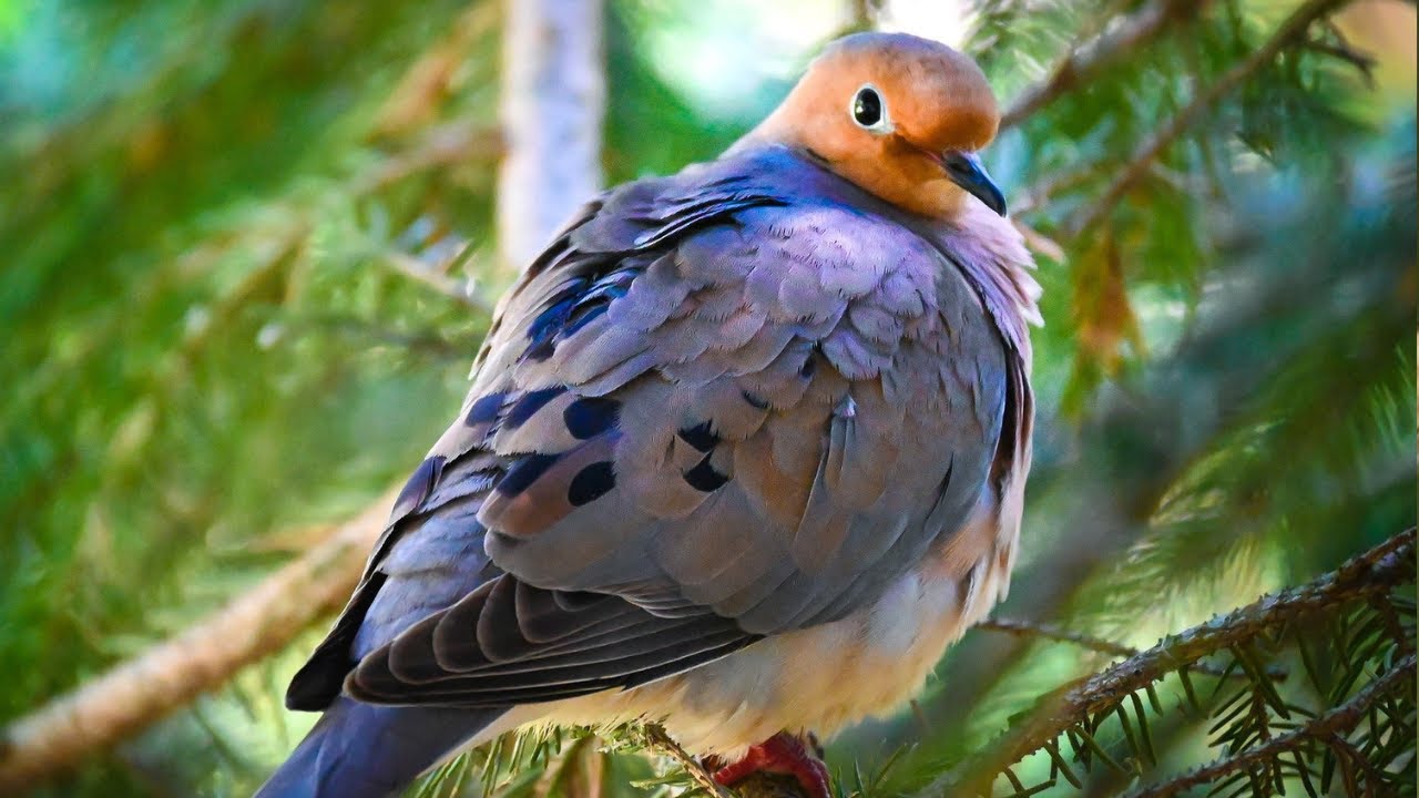Mourning Dove Calls | Mourning Dove Sound Effects | Bird Sounds
