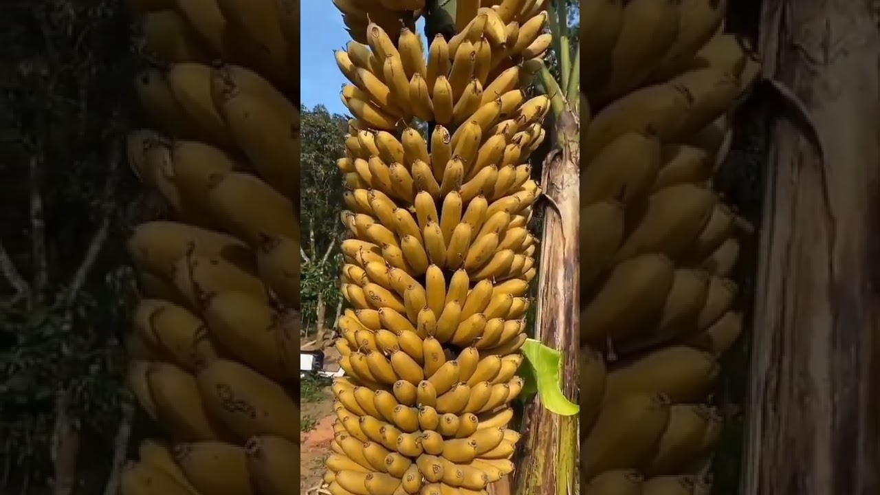 केला की खेती/Kela ki kheti kaise kare! Banana farming #shots#videos