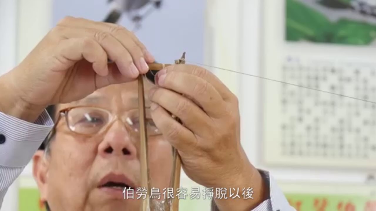 我愛伯勞鳥