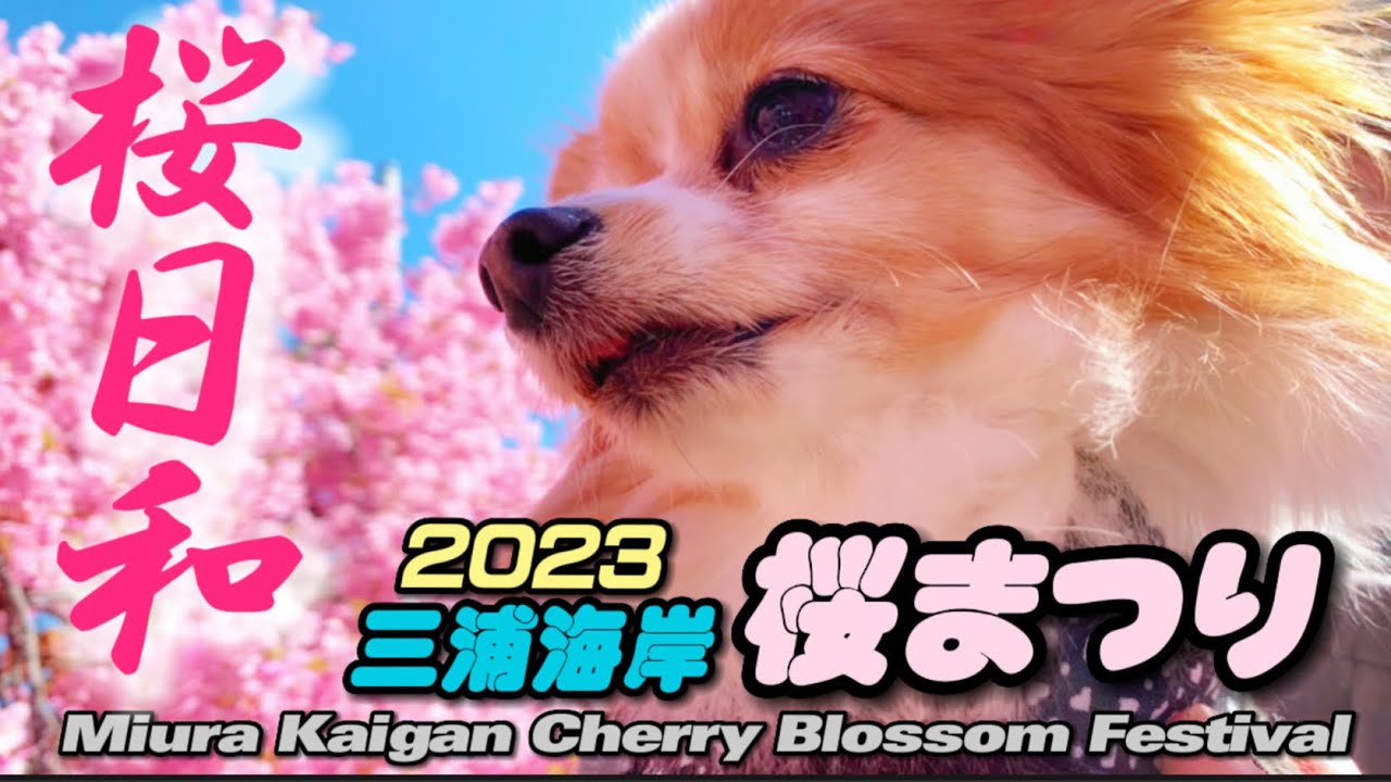 【愛犬と行く日帰り旅・神奈川 三浦 三崎】2023三浦海岸桜まつり 河津桜を見に行って来ました