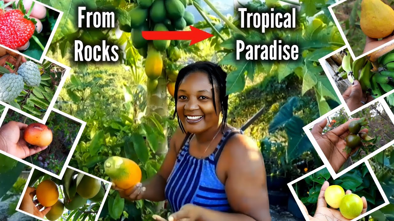 I Turned My Rocky Land Into A Tropical Food Forest In No Time 