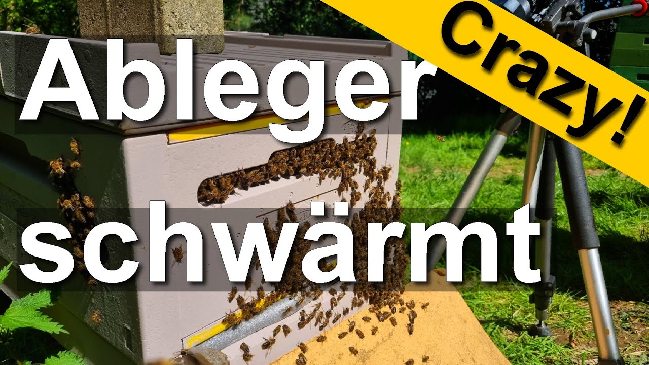Hilfe! Bienen-Chaos geht weiter: Ableger hat geschwärmt - Horror-Imker-Tag