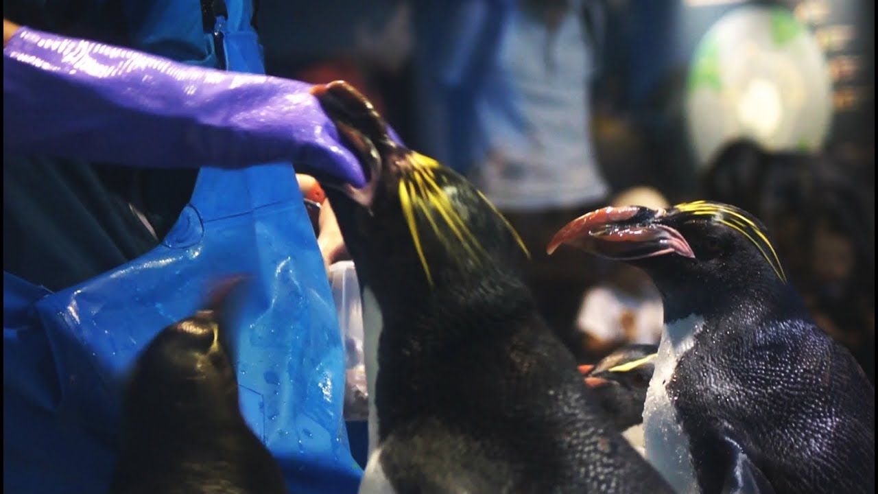 海響館　指まで食べそうマカロニペンギン
