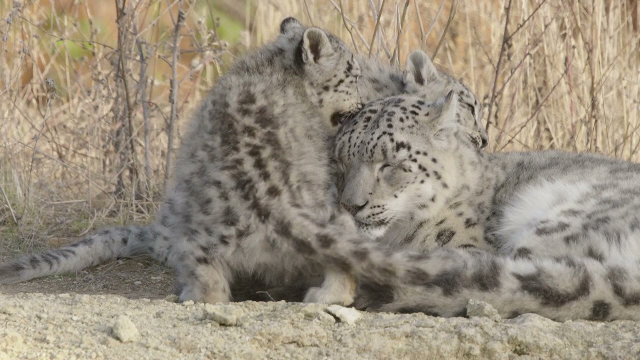 Les jeunes panthères des neiges du Bioparc