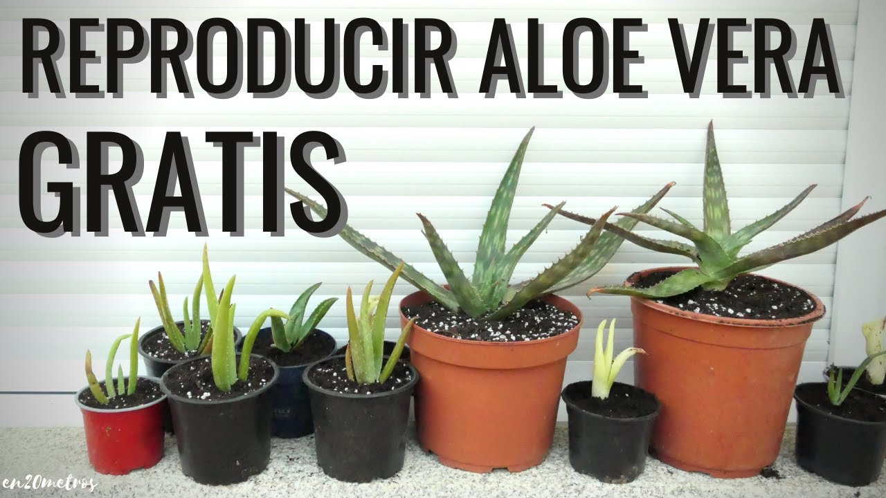 Cómo reproducir el ALOE VERA / SÁBILA gratis: funciona siempre || en20metros