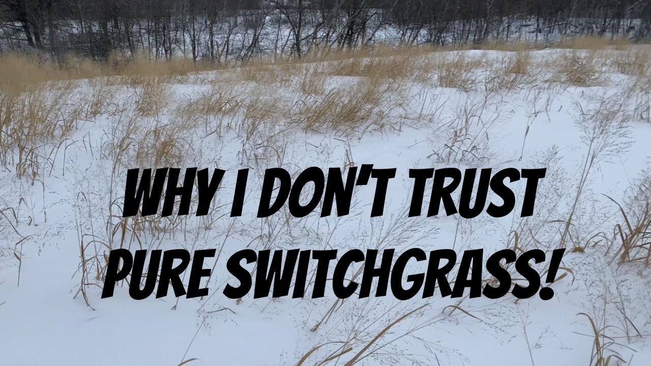 SWITCHGRASS FOR DEER BEDDING? Base Cover? YES! Permanent full season bedding habitat? NO! Why not?!