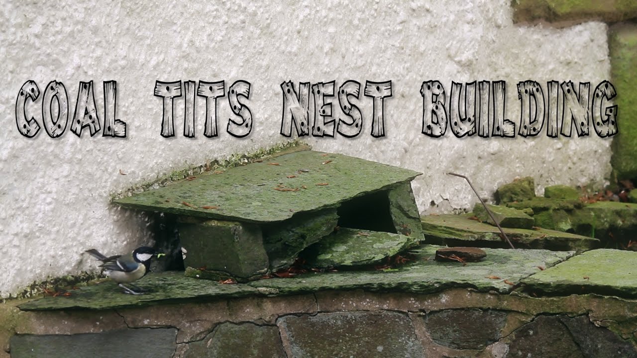 Coal Tits Building A Nest
