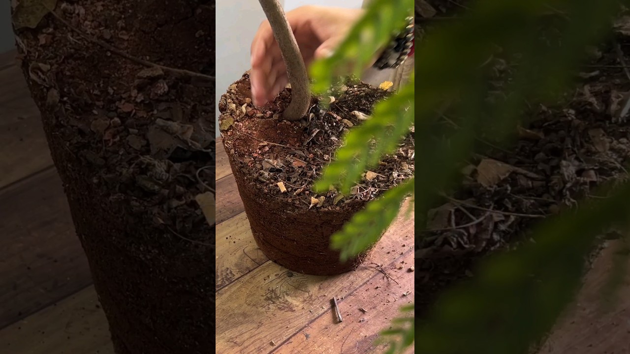 That Feeling of Complete Satisfaction! #bonsaiartist #bonsai #trainingbonsai #bonsairepot #repotting