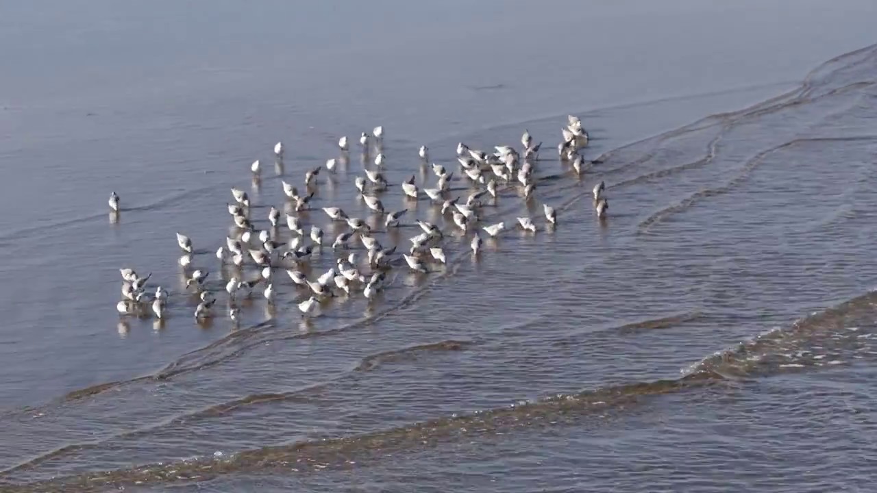 ミユビシギ・Sandpipers :SANDERLING