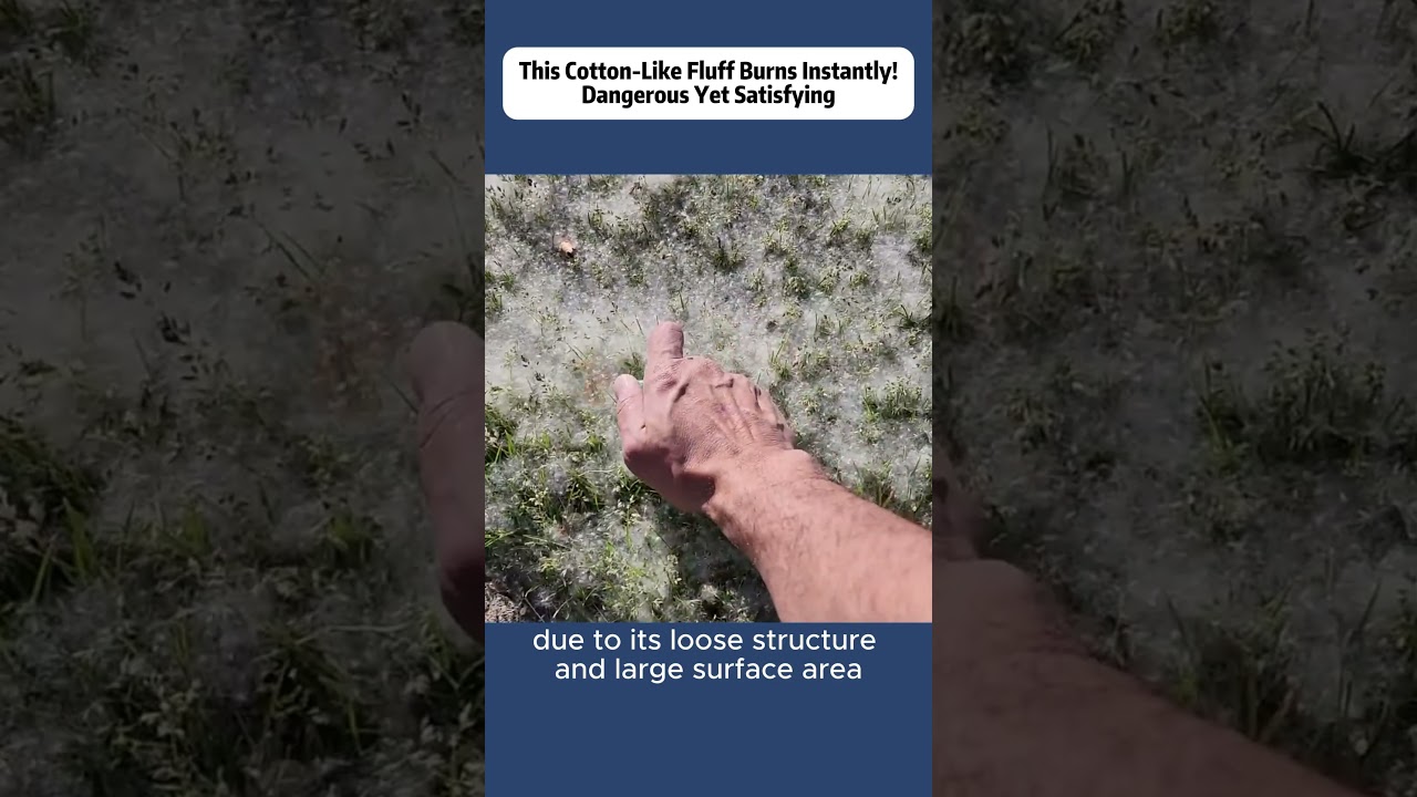 This Cotton-Like Fluff Burns Instantly! Dangerous Yet Satisfying
