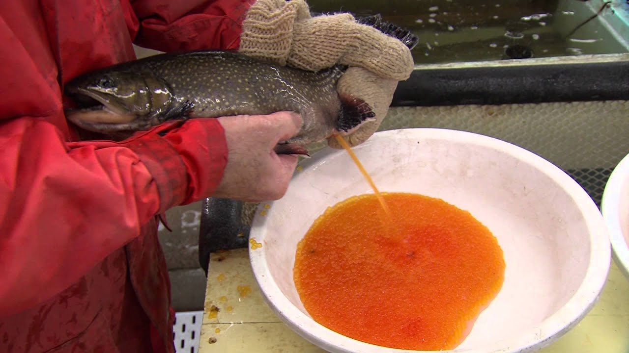 Nova Scotia Fishing Hatcheries