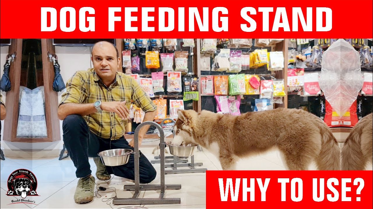 WHY Dog or Puppy Feeding Stand? How to Raise Bowl, Adjustable Stand or Station | Baadal Bhandaari