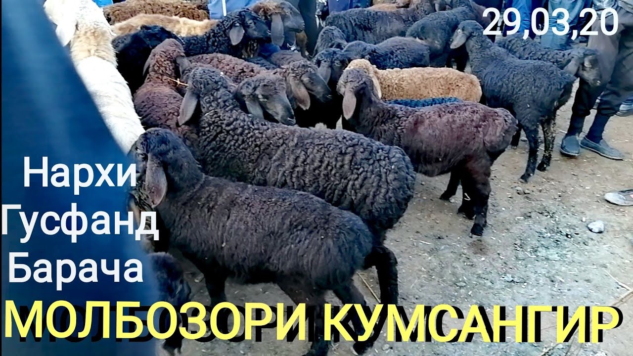 Бозори Кумсангир нархи Барача Буз ва Гусфанд