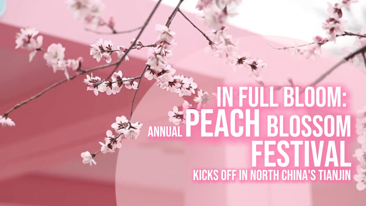 LIVE: Annual Peach Blossom Festival Kicks Off in north China's Tianjin