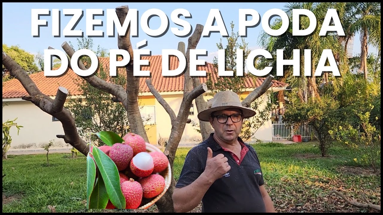 COMO PODAR PÉ DE LICHIA