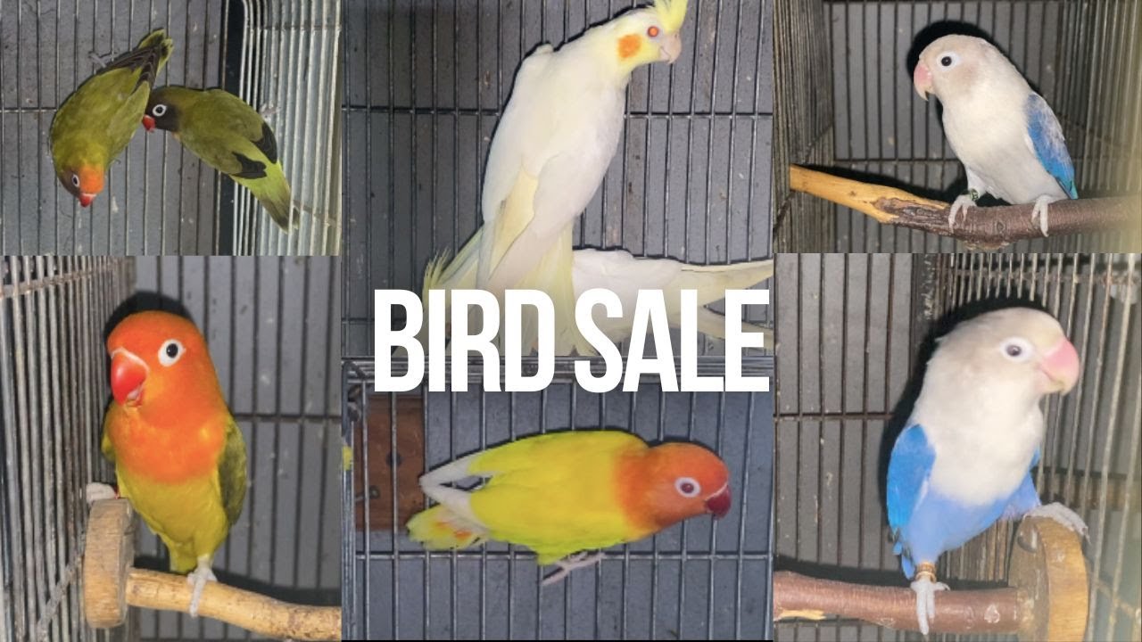 EP 58: BIRD SALE | 2 FEAR PETSHOP & AVIARY