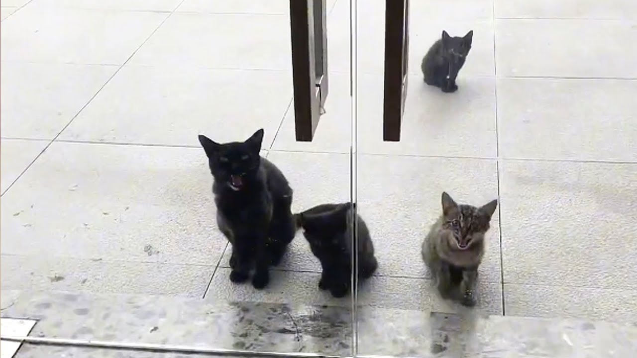 Месяц спустя кошка-мама привела своих котят к нашему порогу...