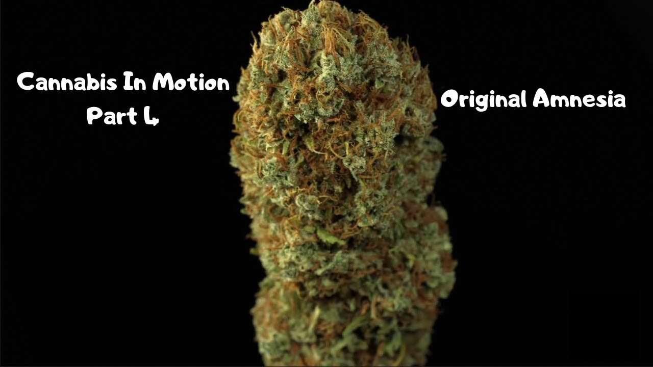 Cannabis In Motion Part 4: Original Amnesia