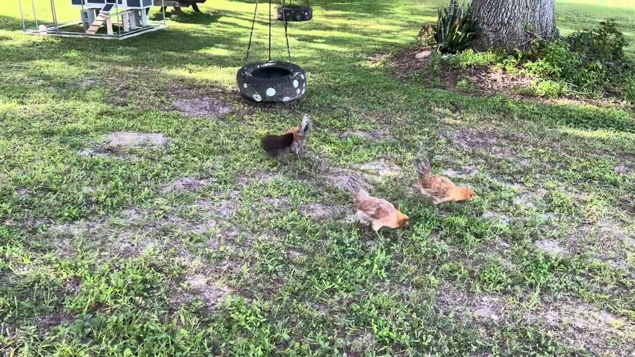 Chickas roaming around scraping up some grub 