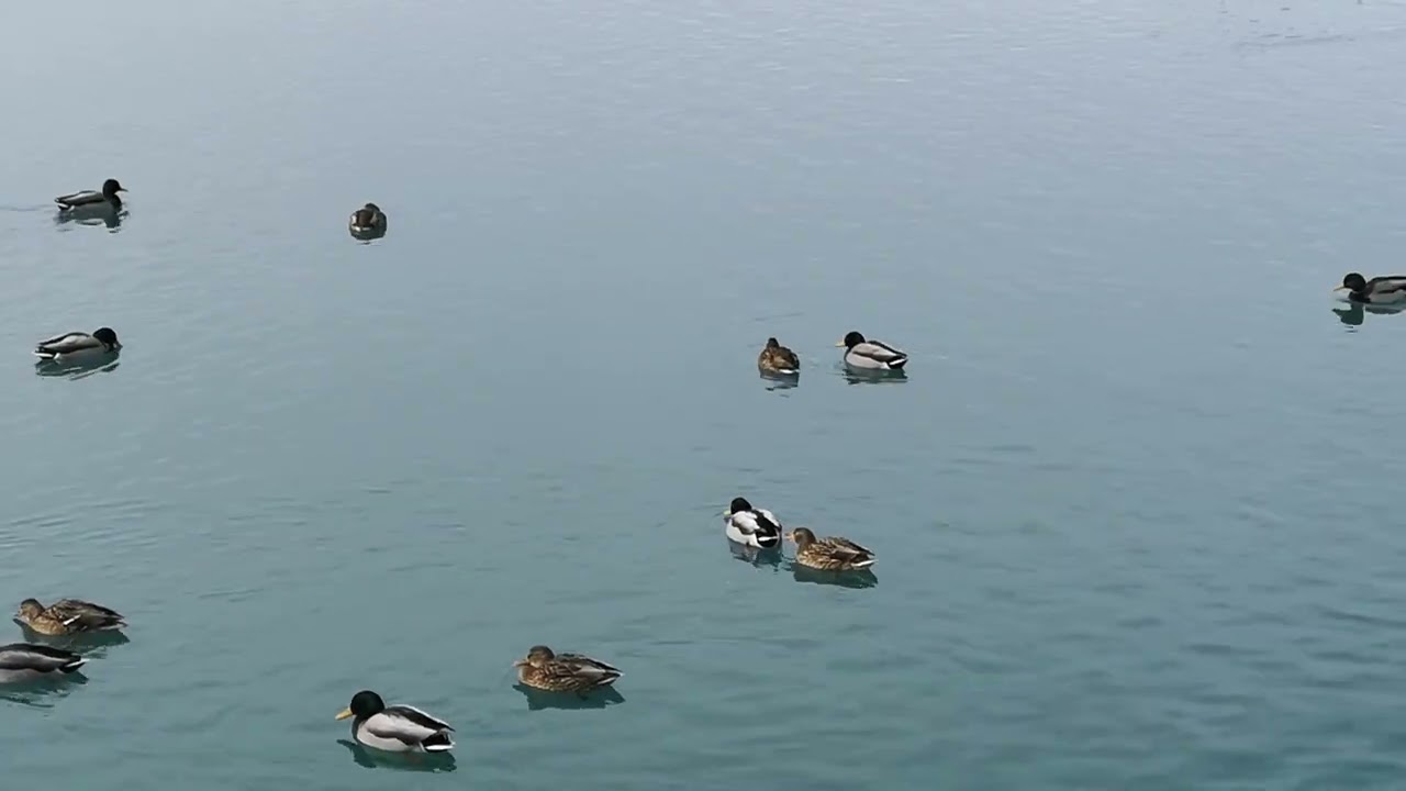 Whitby Lions Promenade3