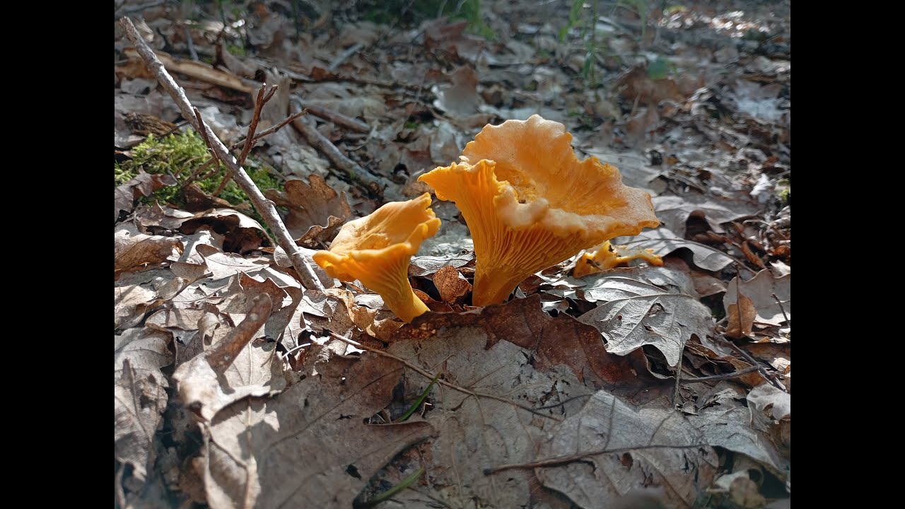 La Girolle