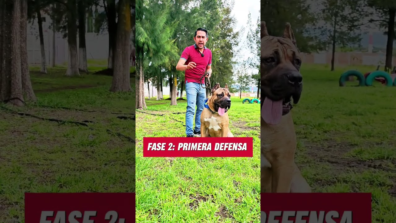 Protecci&oacute;n de Cane Corso es puesta a prueba 😱 #perros #mascotas #canecorso #educacioncanina