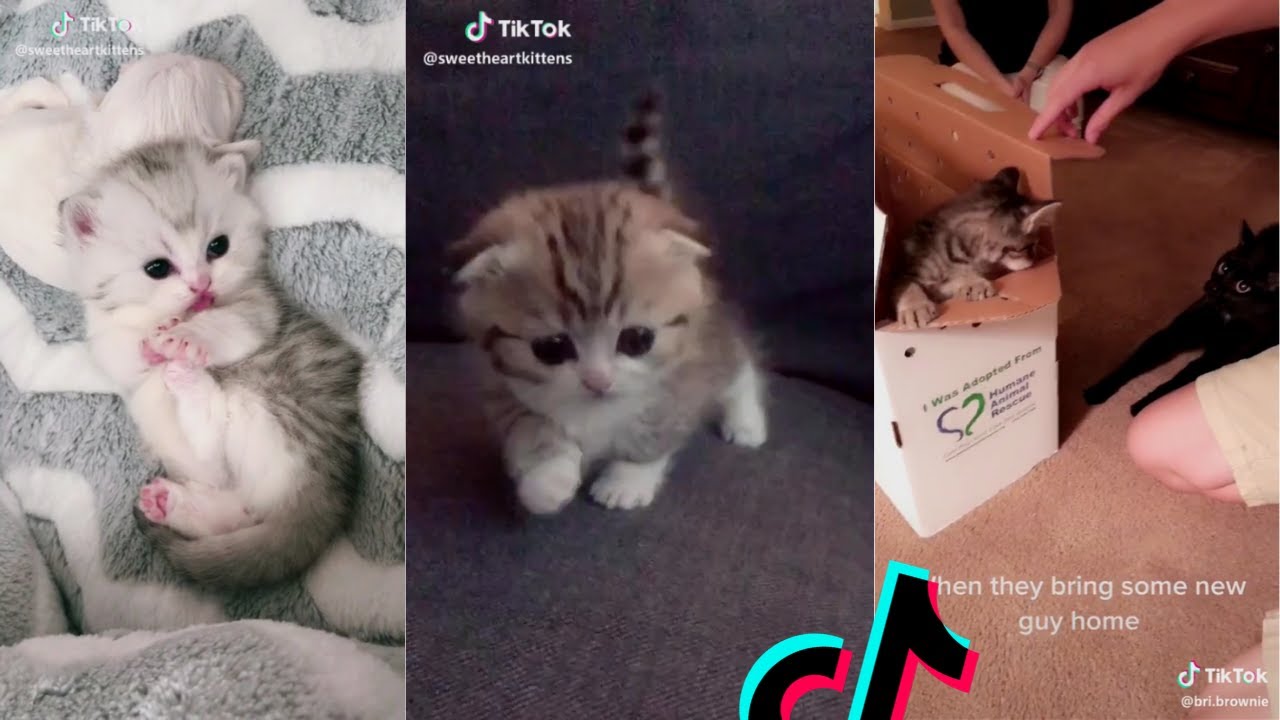 tik toks cat funny compilation