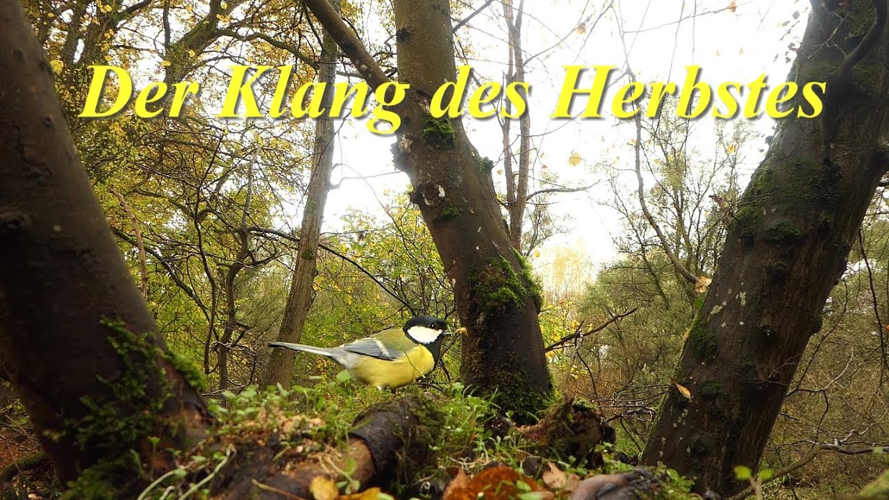 Naturgeräusche im Herbstwald, rufende Vögel, fallendes Laub, Wind, etwas Regen