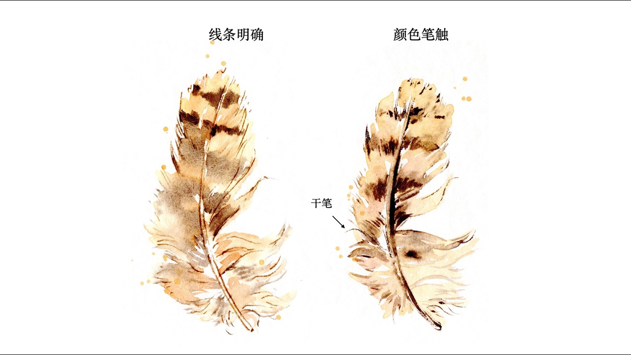 沉浸式水彩教学：两种大地色羽毛画法，从结构到细节全拆解