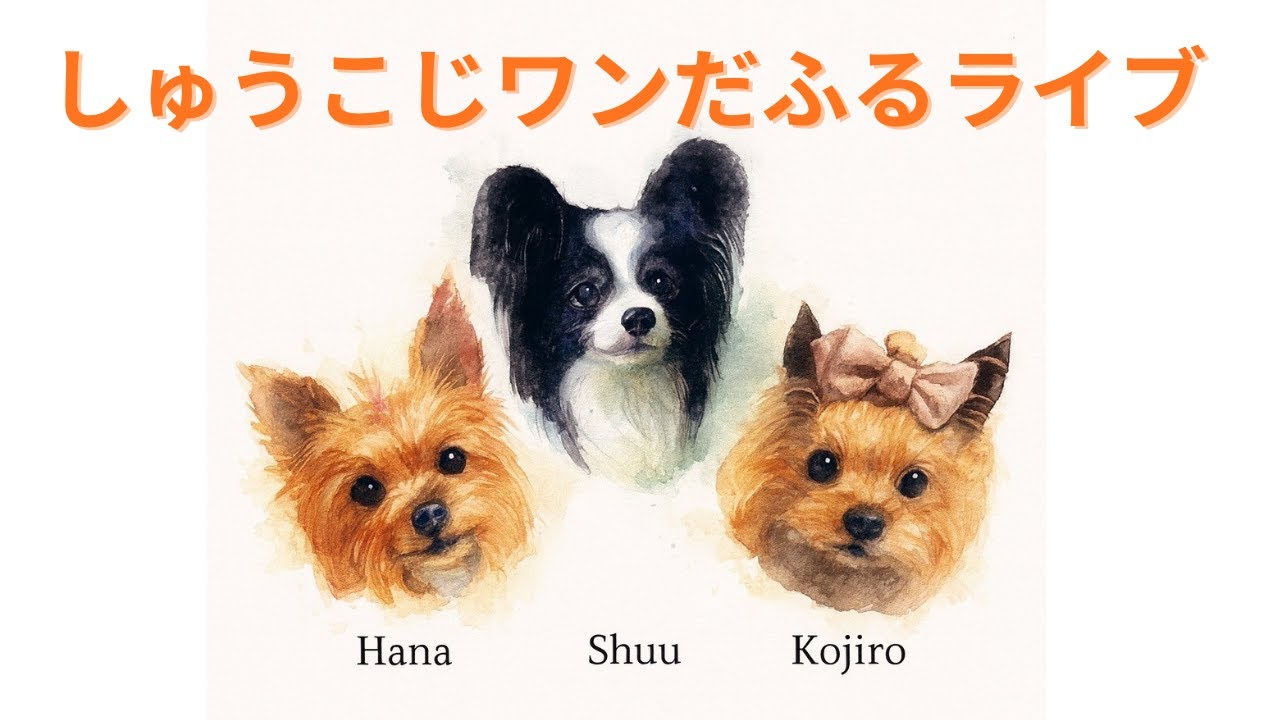 【しゅうこじワンだふるライブ】14歳ヨークシャーテリア小次郎｜１１歳ヨークシャーテリア保護犬華ちゃん｜寿司マスター　ネタ切り　一人でやらされるの巻　【LIVE #338】