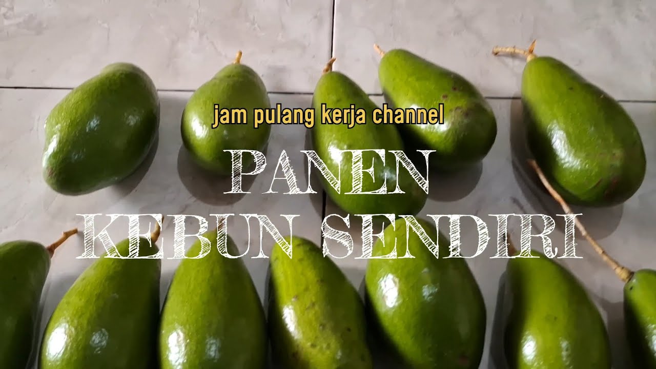 HUJAN BUAH ALPUKAT DI KEBUN SENDIRI