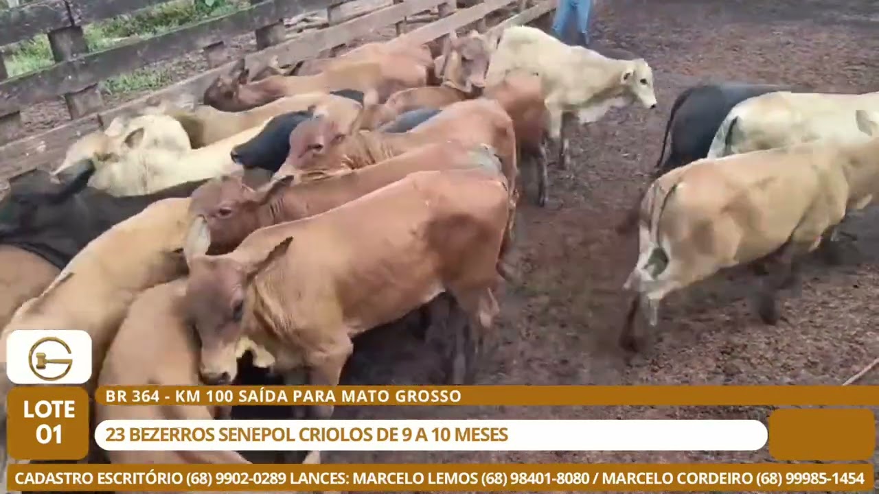 LOTE 01