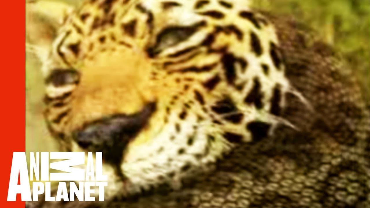 Animal Face-Off: Anaconda vs. Jaguar