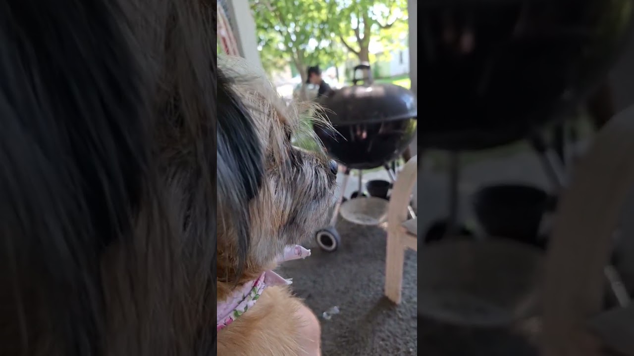 #dog #puppy #adogspurpose #daxandbaileyshow #viral #therapy #viralshort