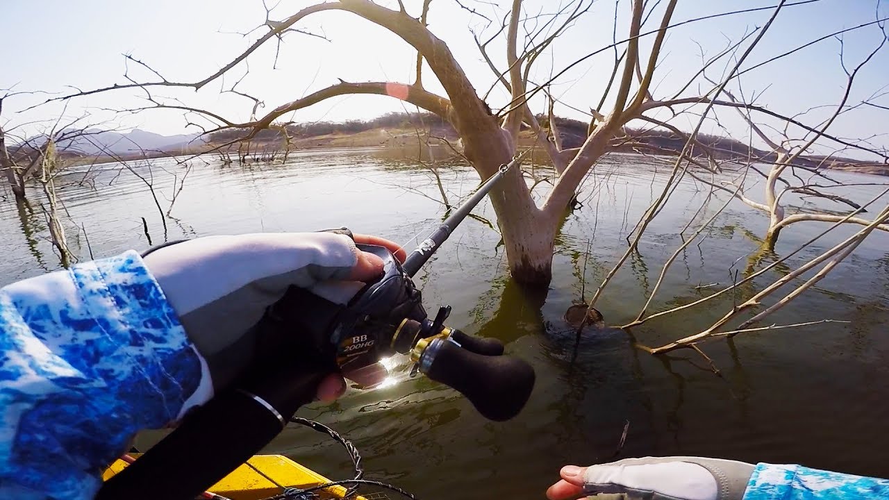 Fishing GIANT Trees for GIANT Bass in Mexico