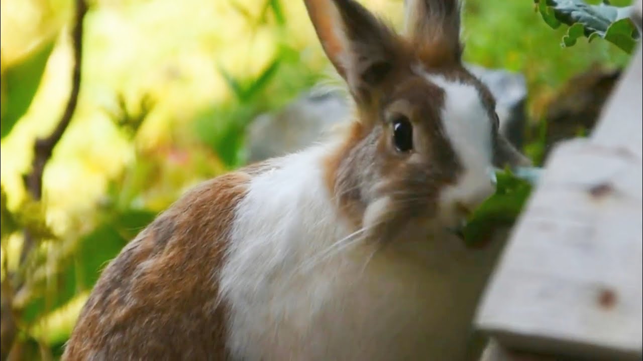 Tenere i conigli LIBERI IN GIARDINO. Si può fare ?