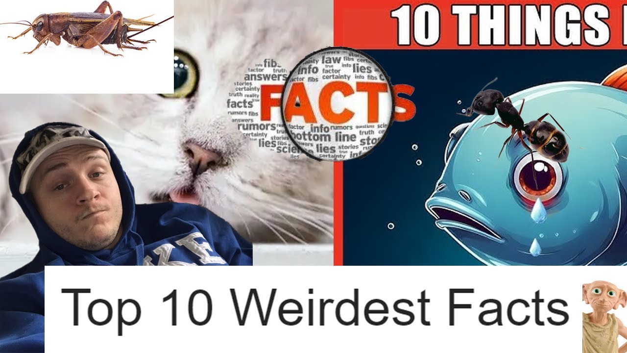 Top 10 Weirdest Facts - PAL: Lists