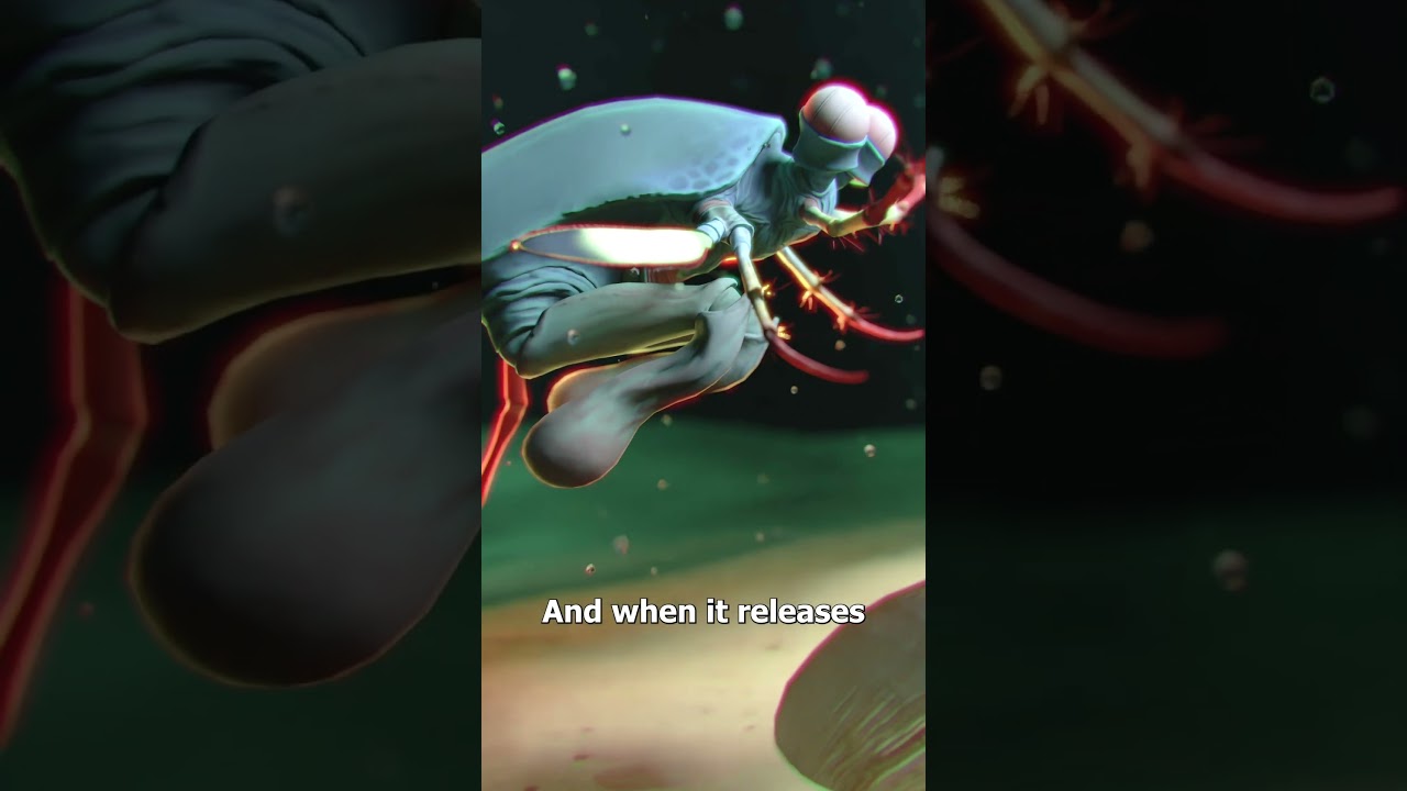 The Mantis Shrimp&rsquo;s Killer Punch 😮