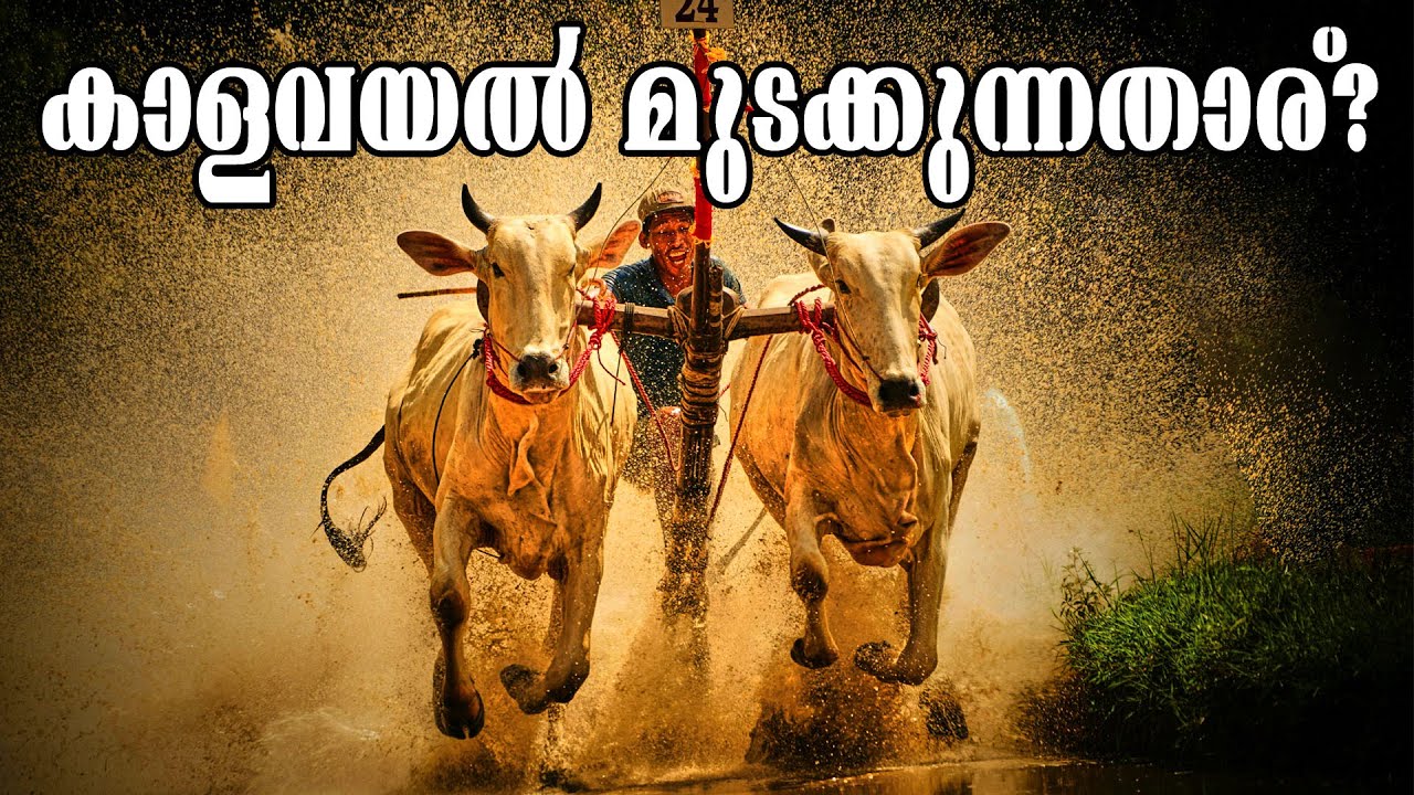KAKKOOR KALAVAYAL 2025 | CATTLE RACE | DAYA | AMBASSERIKAVU ULSAVAM \ EDAPRAKAVU TEMPLE | KERALA