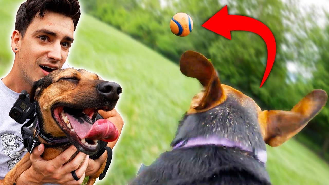 I Gave My Dog a Camera and Played Fetch!