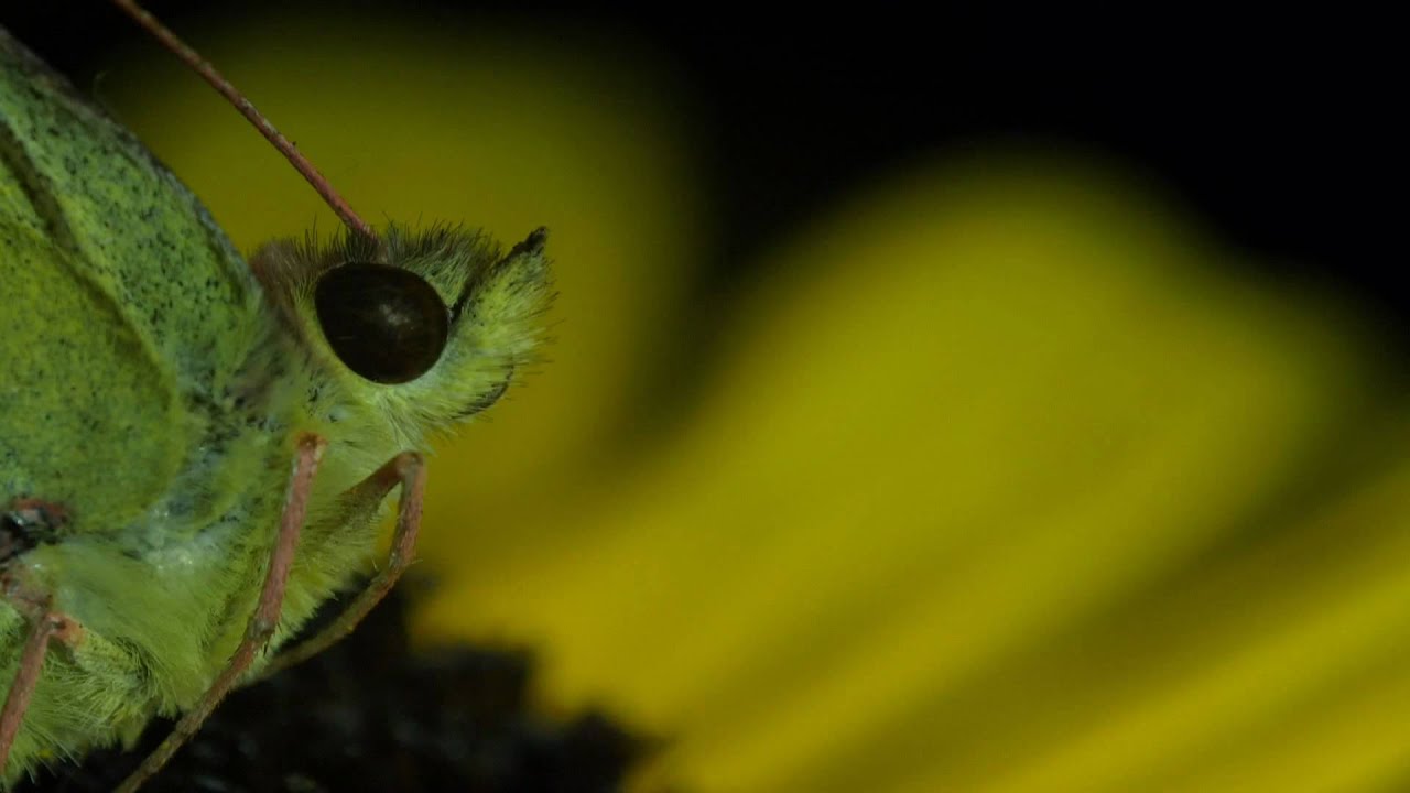 Butterfly VIS + UV (bee vision) HDTV snippet