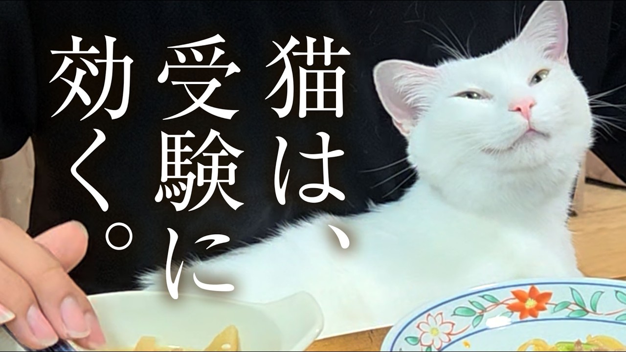 高校受験で疲れ果てた次男に寄り添う白猫🥺